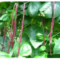 HBE10 Shenma red OP beans seeds